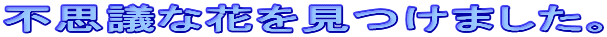 �s�v�c�ȉԂ������܂����B
