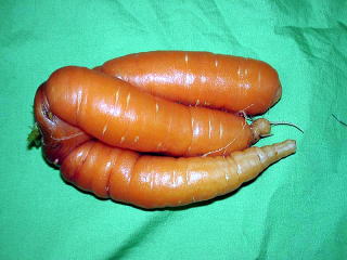 �ǂ��������ė����́H